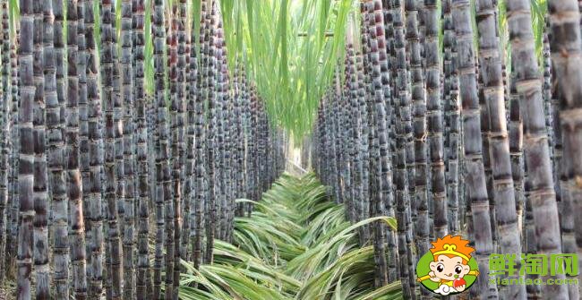 甘蔗最早什么时候成熟,甘蔗几月份最好吃
