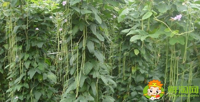 长豆角怎么挑选,长豆角怎么区分老的和嫩的