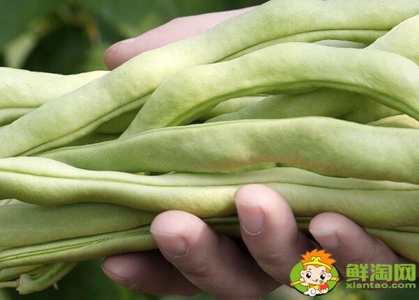 老来嫩豆角是啥,豆角为什么叫老来嫩