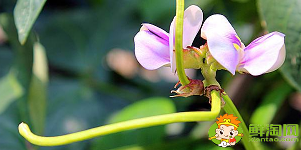 豆角是什么样子的,豆角开的花是什么样子的