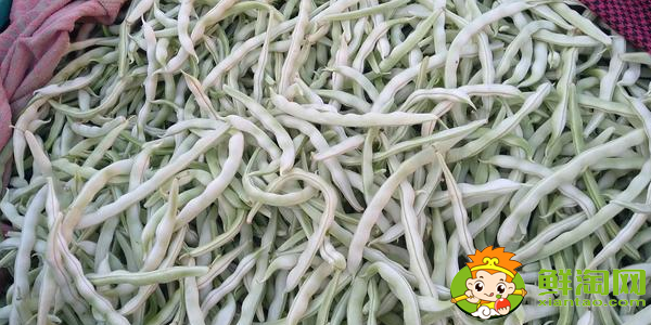 白不老豆角怎么挑选,买白不老豆角是嫩的好还是老的好