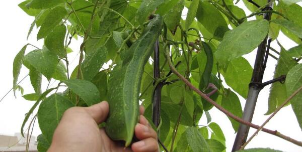 什么是刀豆,刀豆就是豆角吗