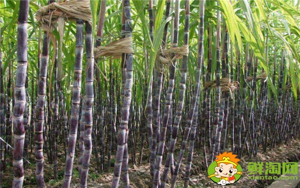 安徽适合种植甘蔗吗,安徽甘蔗什么时候成熟