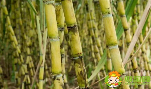 安徽适合种植甘蔗吗,安徽甘蔗什么时候成熟