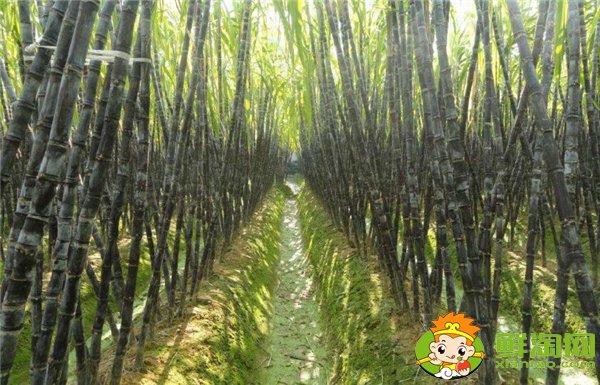 安徽适合种植甘蔗吗,安徽甘蔗什么时候成熟