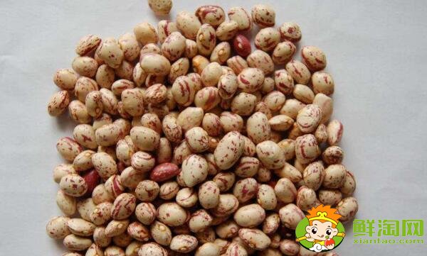 芸豆长什么样,芸豆品种图片大全