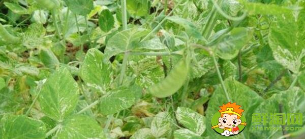 扁豆角怎么摘,扁豆怎么处理干净