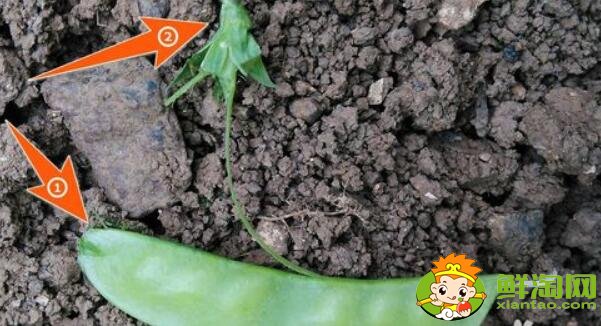 扁豆角怎么摘,扁豆怎么处理干净