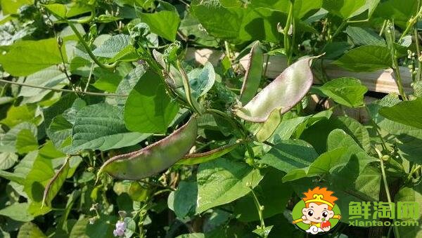 扁豆角怎么摘,扁豆怎么处理干净