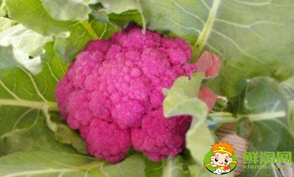 花椰菜就是北方的菜花吗,花椰菜什么品种好