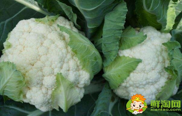 地菜花有几种颜色,菜花一年可种几次