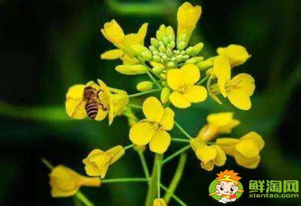 油菜花开花的部位是在哪里,油菜花和菜籽花一样吗