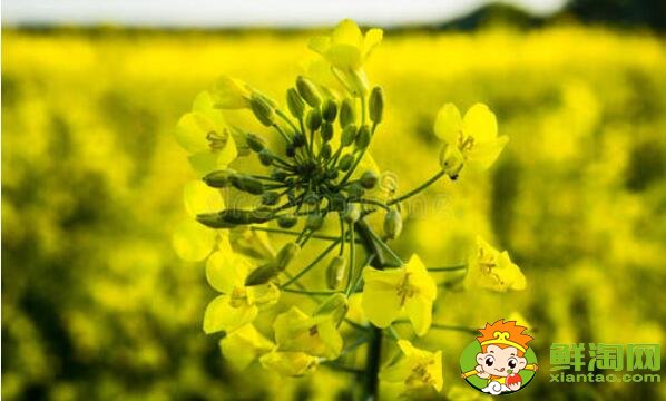 油菜花开花的部位是在哪里,油菜花和菜籽花一样吗