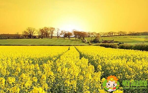 油菜花与油菜是同一个品种吗,油菜花什么时候开花