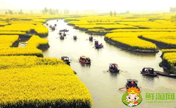 油菜花与油菜是同一个品种吗,油菜花什么时候开花