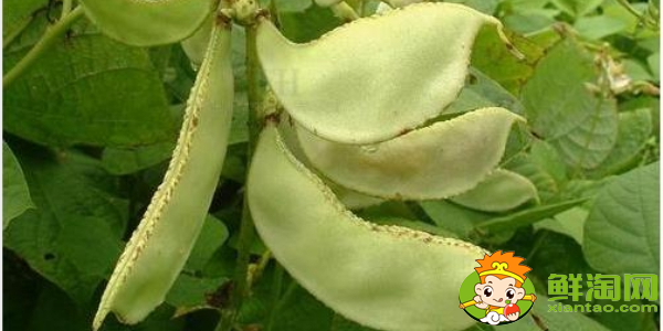 扁豆都有哪几种,白扁豆是梅豆吗