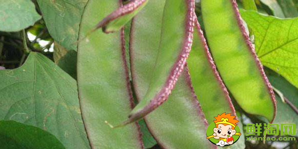 扁豆都有哪几种,白扁豆是梅豆吗