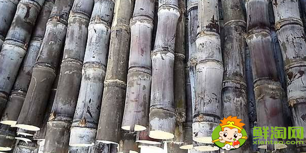 大连甘蔗什么时候成熟,大连哪里有种甘蔗的