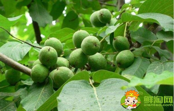 青皮核桃的皮能放多久,核桃外面的青皮能吃吗