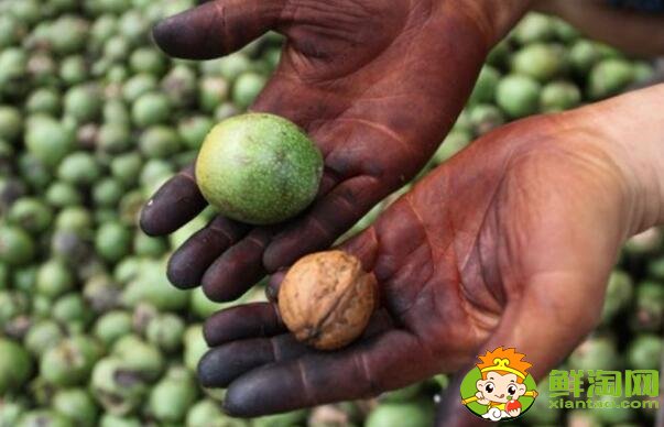 青皮核桃的皮能放多久,核桃外面的青皮能吃吗