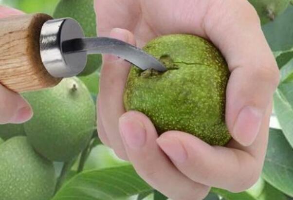 青皮核桃怎么去皮快,新鲜核桃如何去青皮