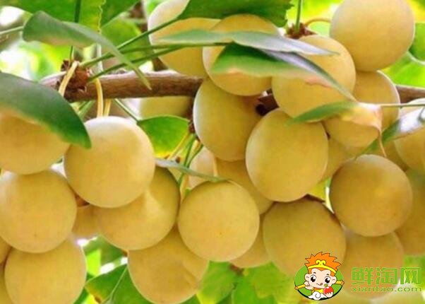 杏子是银杏果实吗,外形像杏子一样的果实