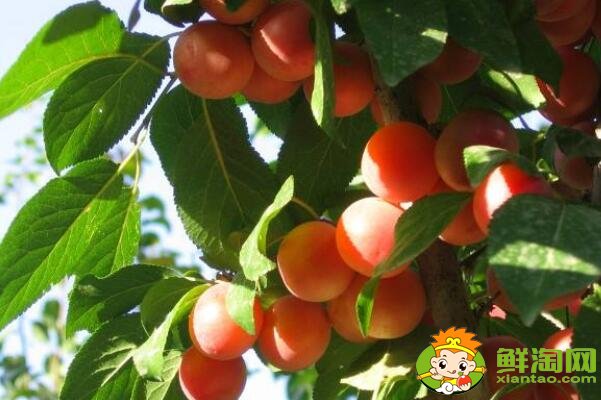 银杏和杏子的区别,杏子是杏花结的果实吗