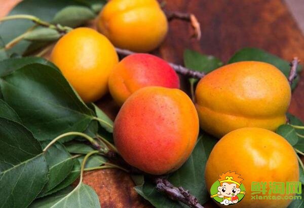 红杏还是黄杏好吃,黄杏软的好吃还是硬的
