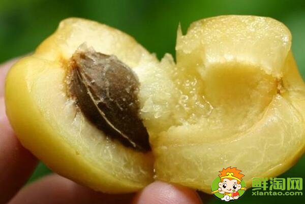 红杏还是黄杏好吃,黄杏软的好吃还是硬的