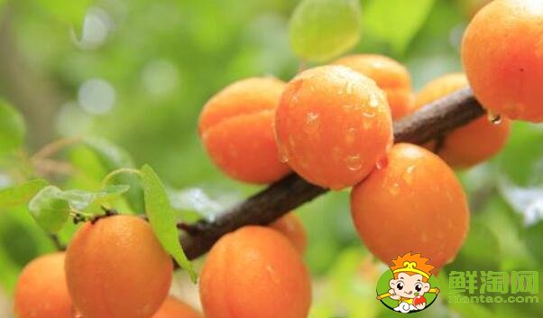 杏子用什么催熟,摘下来的青杏子如何催熟