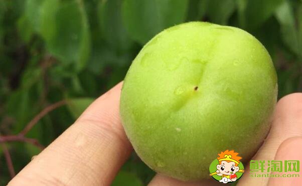 杏子用什么催熟,摘下来的青杏子如何催熟