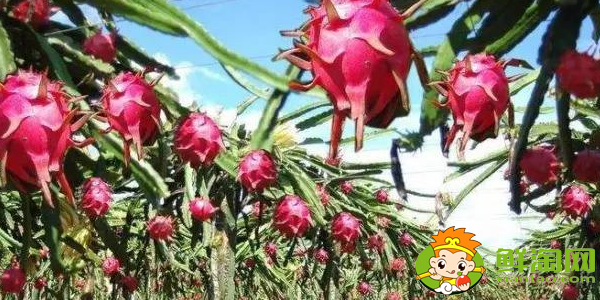 火龙果树上的须是什么,火龙果树是不是仙人掌