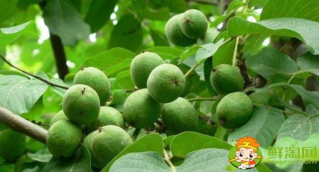 青皮核桃那里卖,青皮核桃是哪里的出名