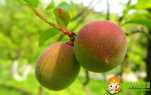 梅子和杏子可以带皮吃吗,杏子可以怎么吃