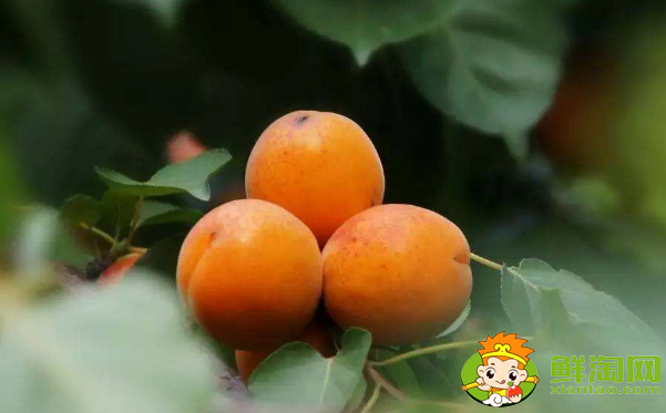 梅子和杏子可以带皮吃吗,杏子可以怎么吃