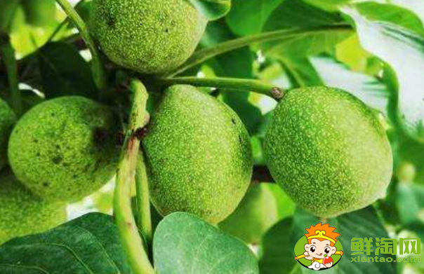 青皮核桃怎么保存,青皮核桃的保鲜期多久