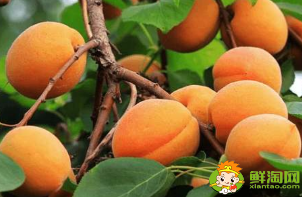 杏子多了怎么处理，杏子的贮藏方法有哪些