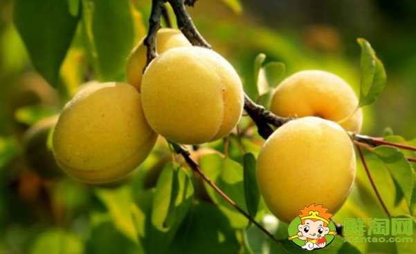 杏子怎么保存时间长,杏子可以速冻保鲜吗