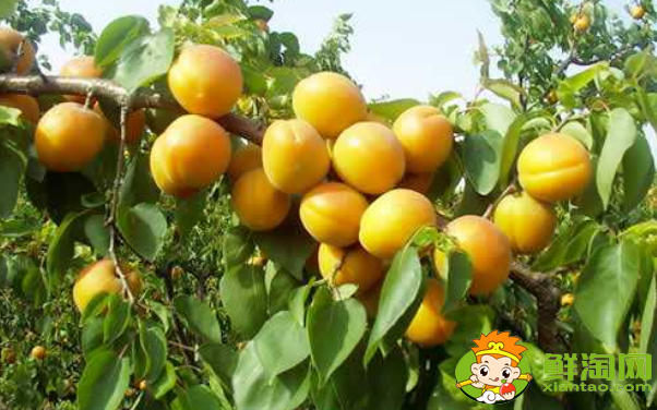 杏子怎么保存时间长,杏子可以速冻保鲜吗