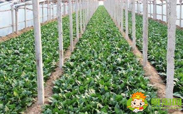 种菠菜要整地吗,大棚种菠菜什么品种好