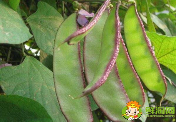 扁豆什么时候成熟,小扁豆和扁豆一样吗