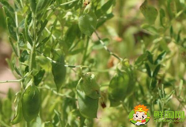 扁豆什么时候成熟,小扁豆和扁豆一样吗