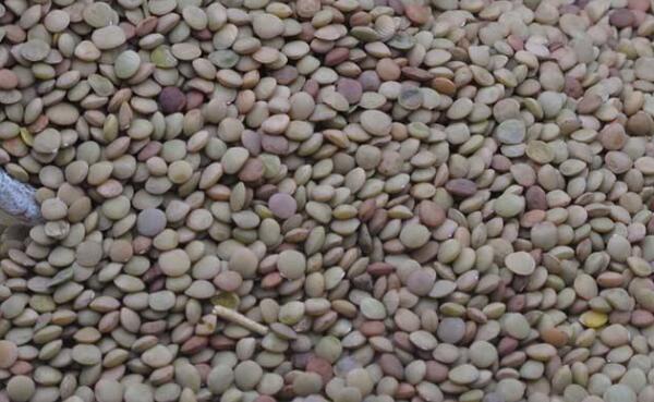 小扁豆一天吃多少合，小扁豆当主食一顿吃多少克