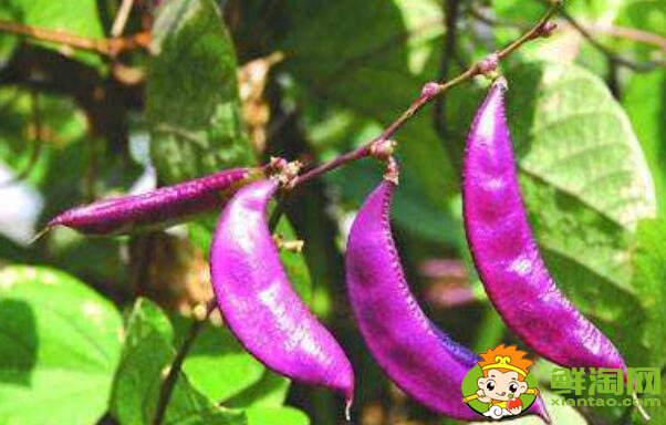 扁豆有几种,扁豆民间有几种叫发
