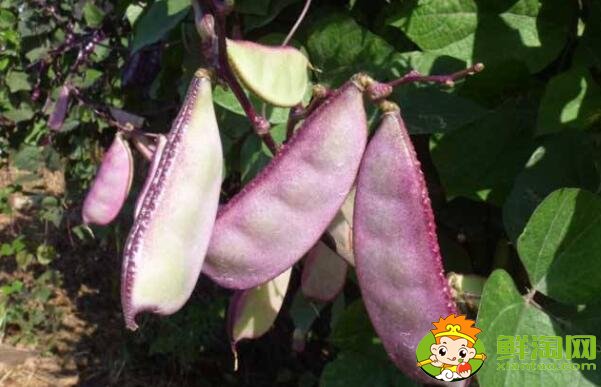 扁豆有几种,扁豆民间有几种叫发