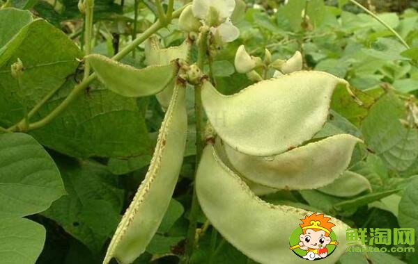 扁豆有几种,扁豆民间有几种叫发