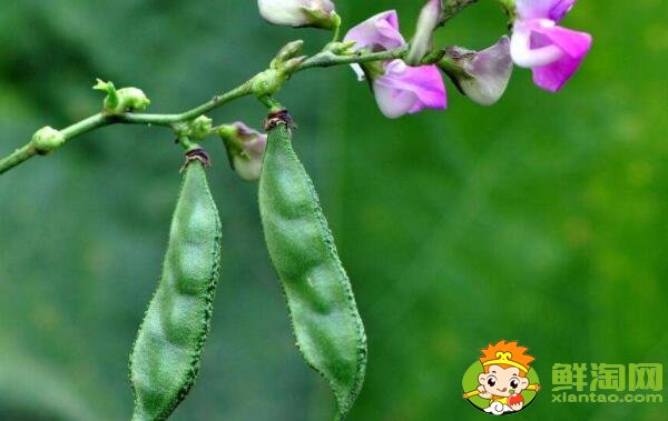 扁豆有几种,扁豆民间有几种叫发