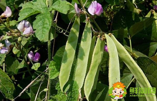 扁豆什么品种好,最大的扁豆品种