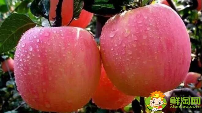 一天吃几个苹果最好,每天吃苹果的最佳时间