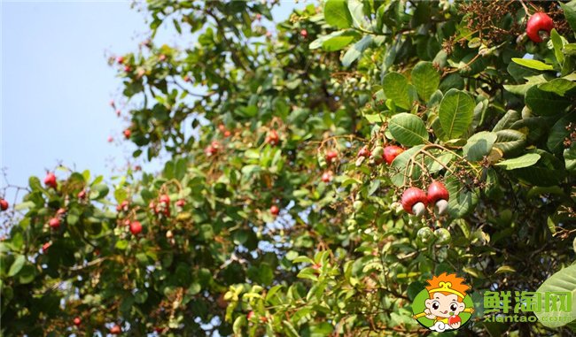 腰果是什么植物的果实,腰果树长什么样